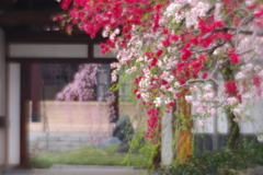 圓照寺