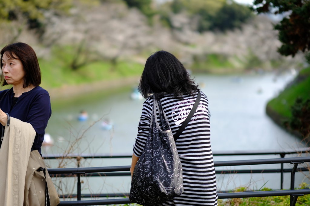 千鳥ヶ淵 定点 2025 8