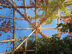 見上げると、紅葉