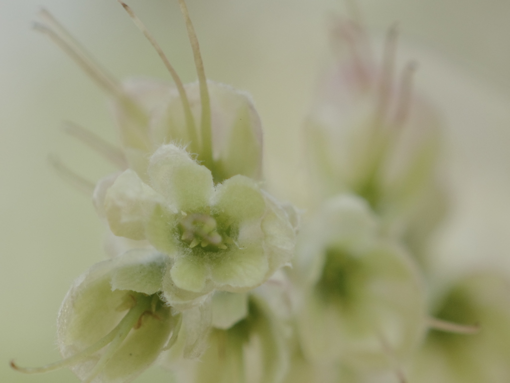 トサミズキの花