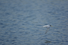 コアジサシでMF練習 2