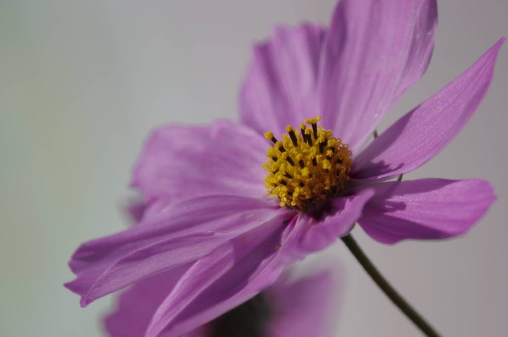 近所の花 その１