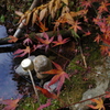 お寺で紅葉