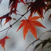 紅葉4