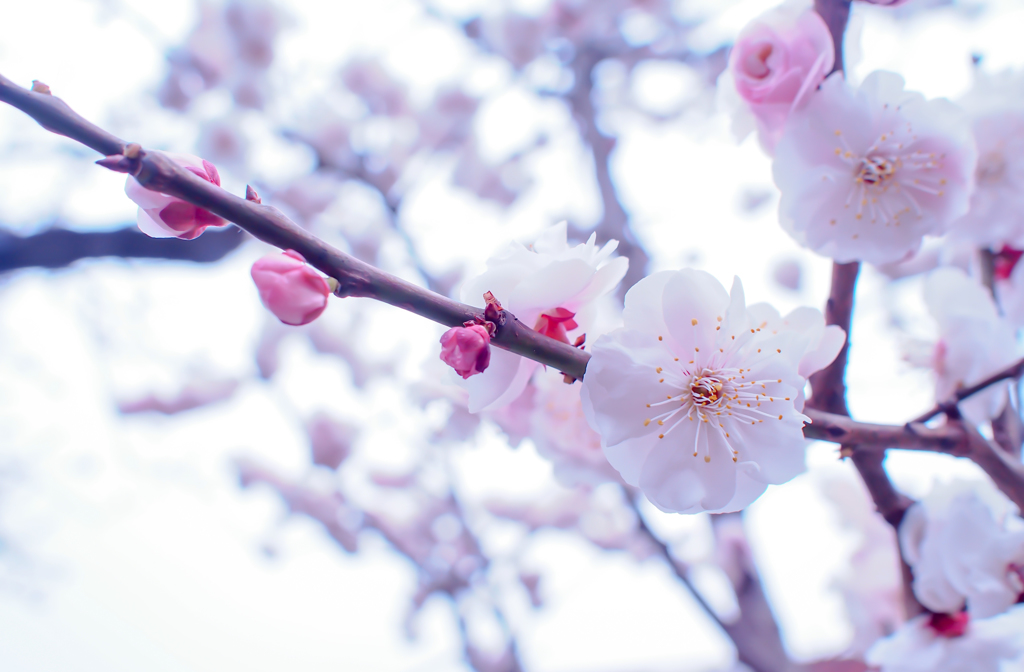 春の花