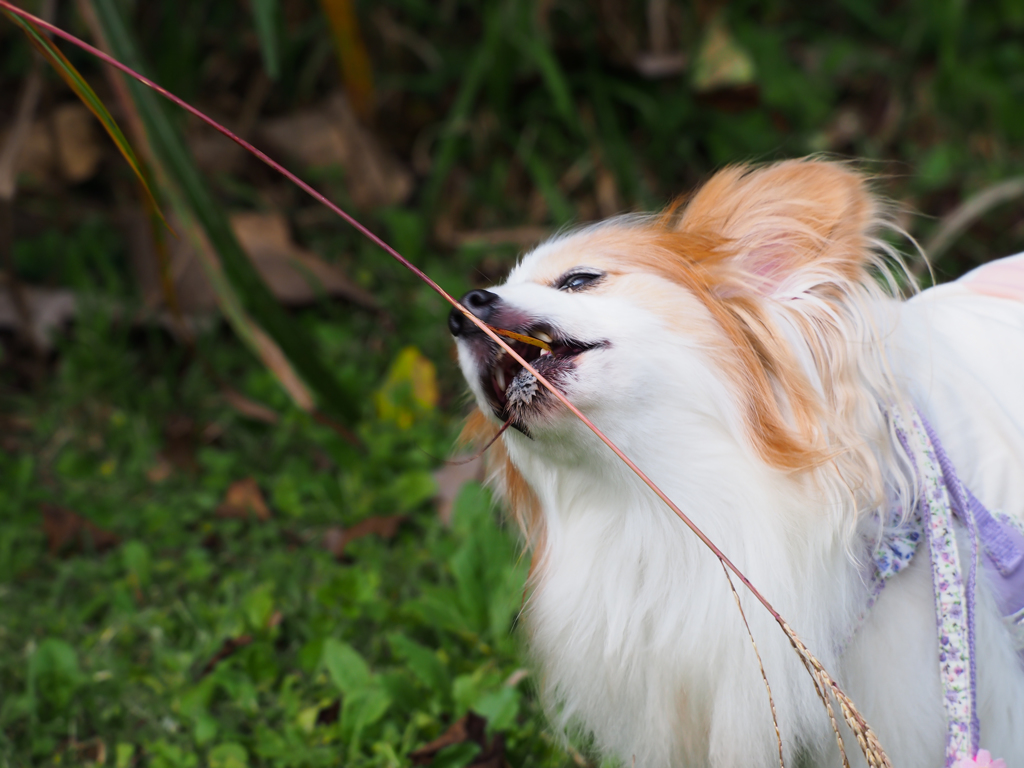 草を食べる犬