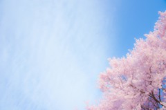 春色キャンバス