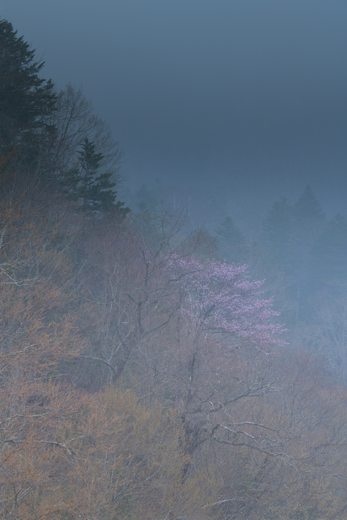 霧桜