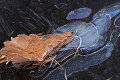 尾を引く落ち葉