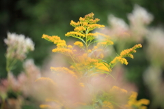 今朝のお花