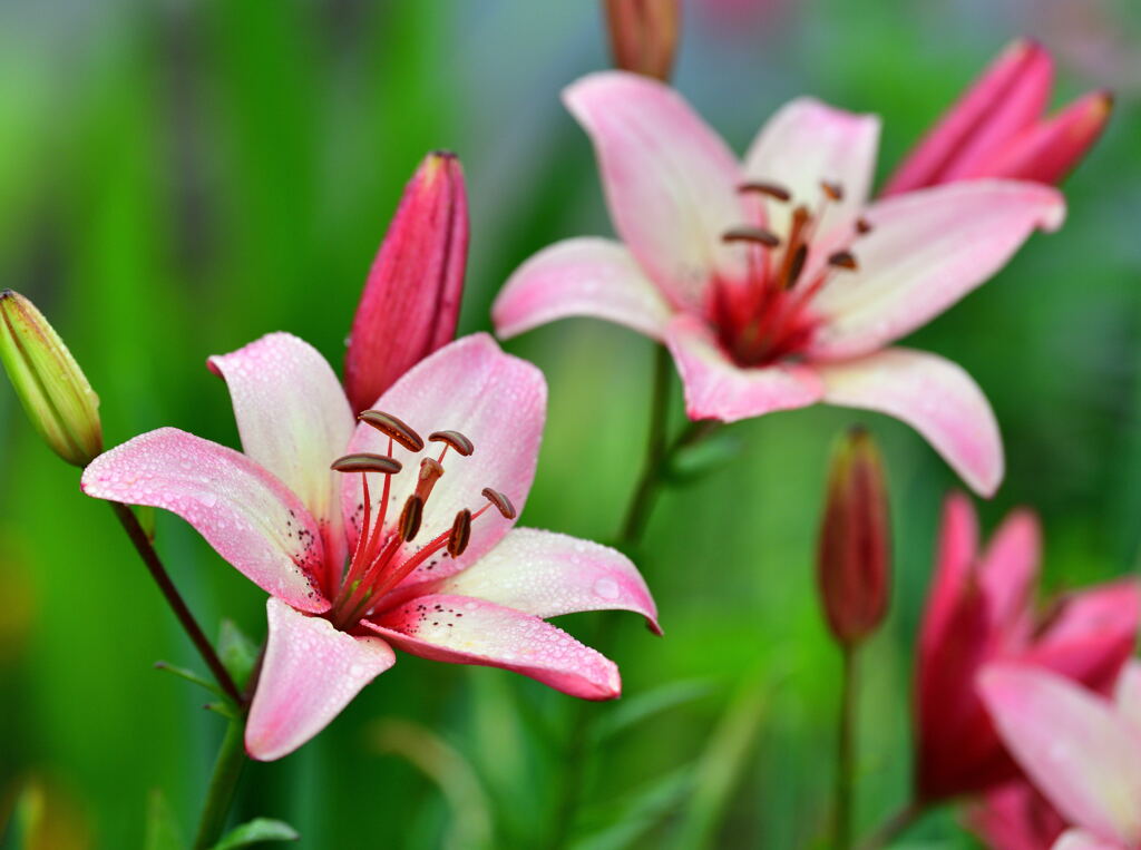 百合