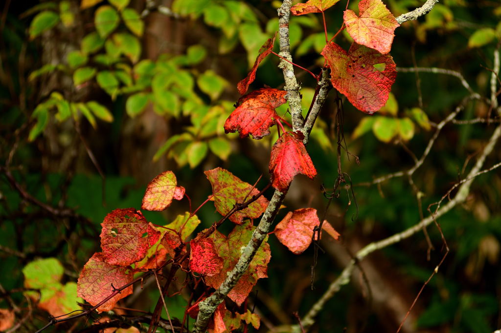 赤い葉