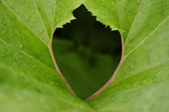 蕗