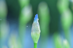 蕾