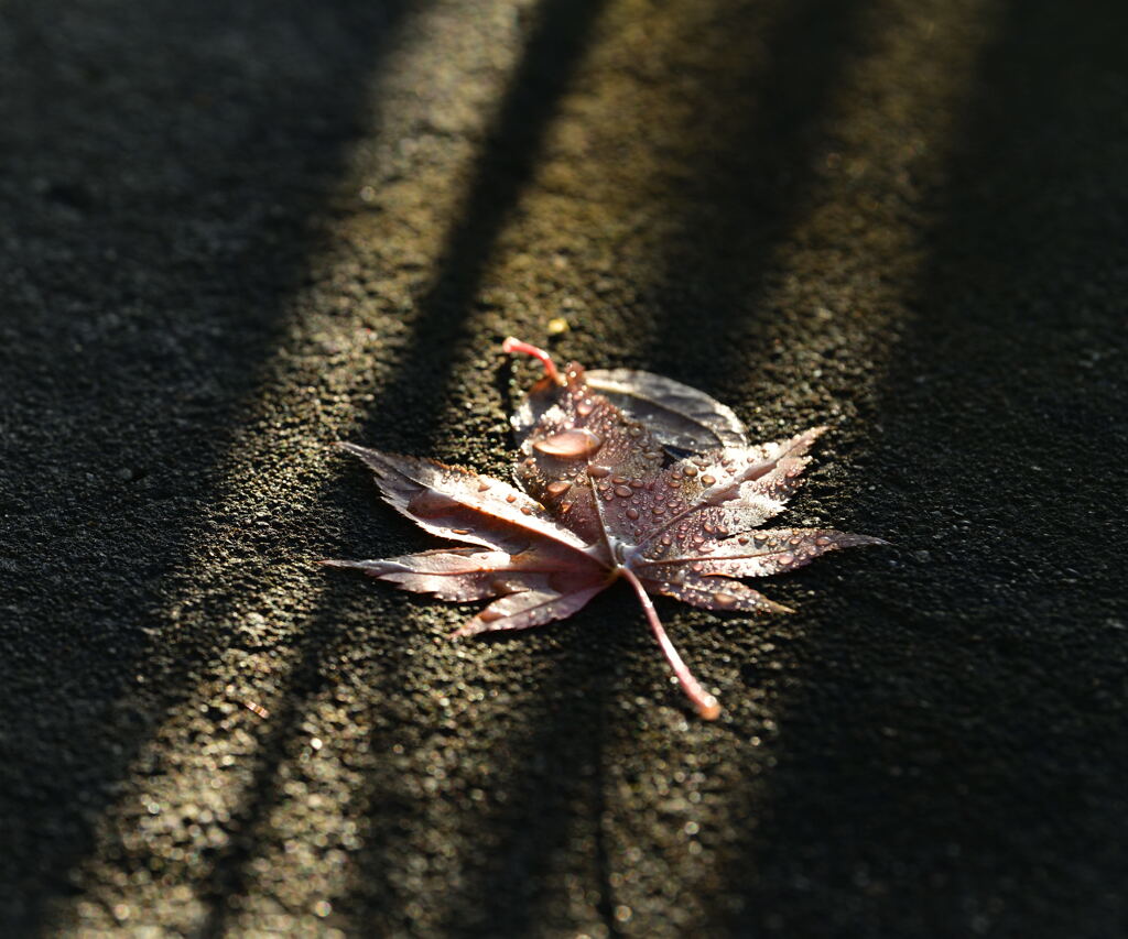 落ち葉