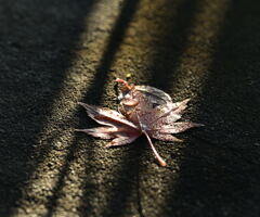 落ち葉