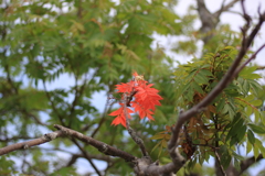 ナナカマド