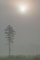 霧の朝