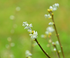 新芽