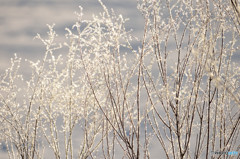 寒い朝のご褒美