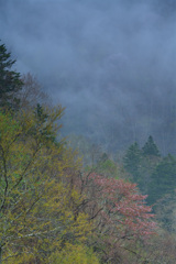 山に咲く