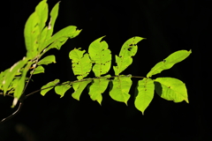 終焉の緑