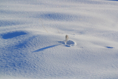 新雪