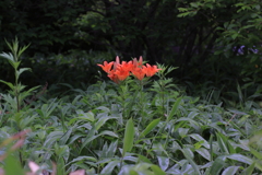 しっとり