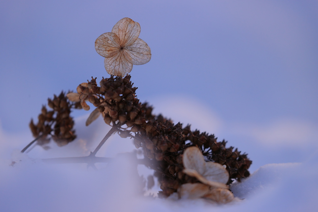 雪に咲く花