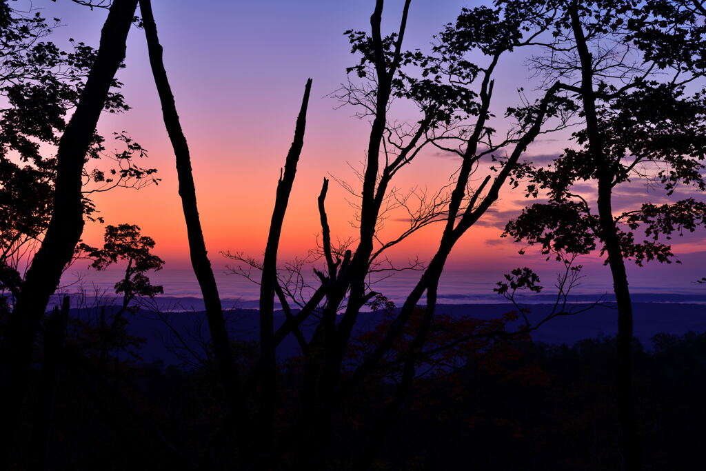 枯れ木と朝焼け