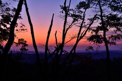 枯れ木と朝焼け