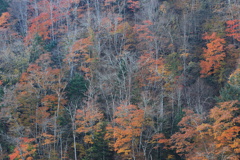 紅深まる
