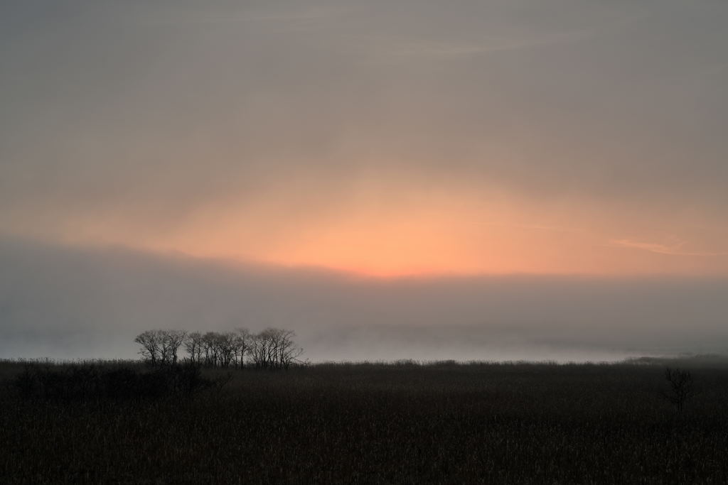 湿原の朝