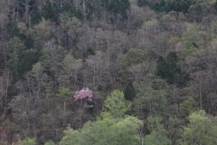 山に咲く