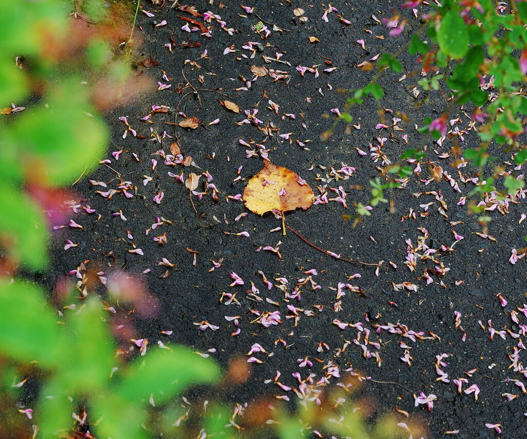 落ち葉