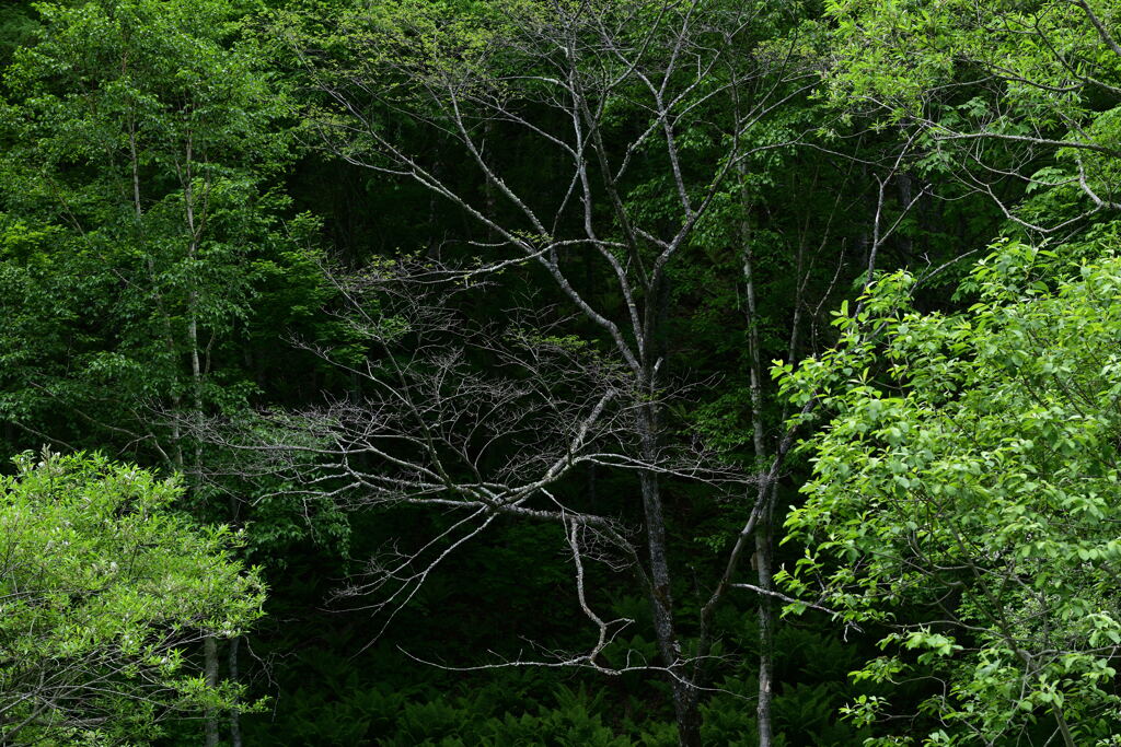 新緑に囲まれて