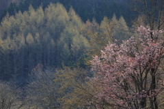 桜の咲く頃