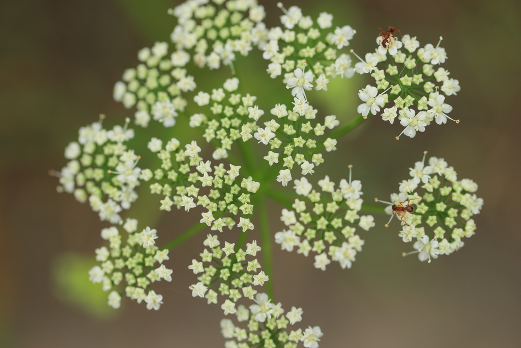 星形の花