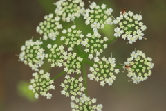 星形の花