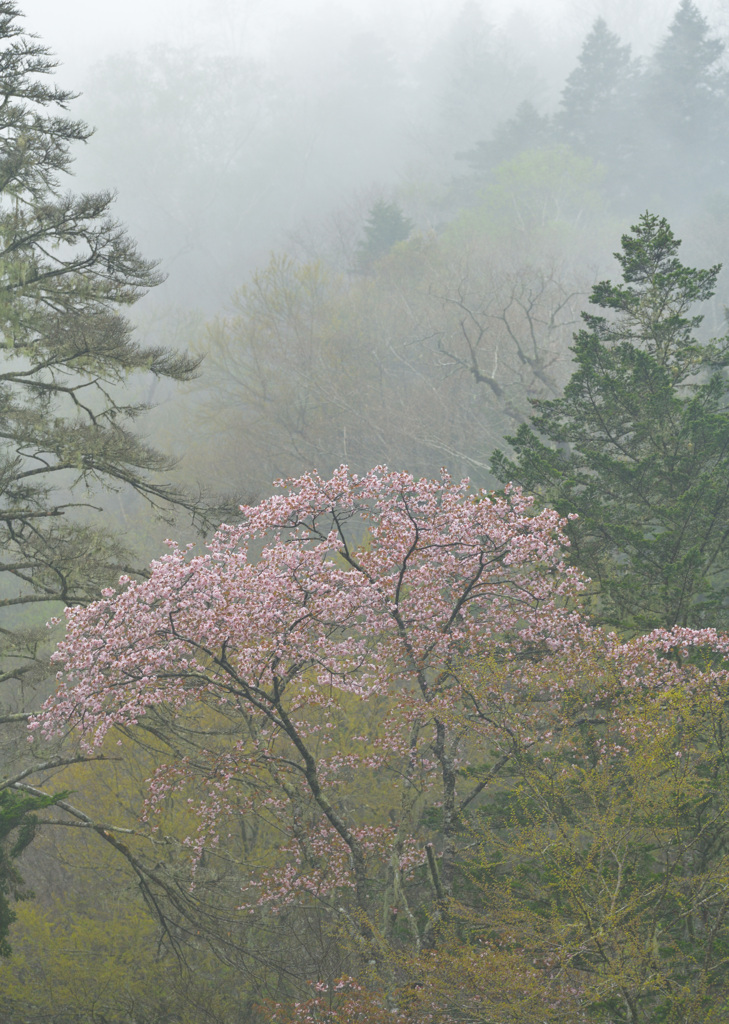 桜