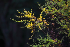 光