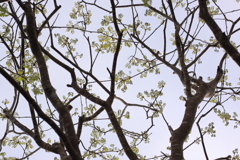 槐