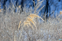 寒い朝のご褒美2