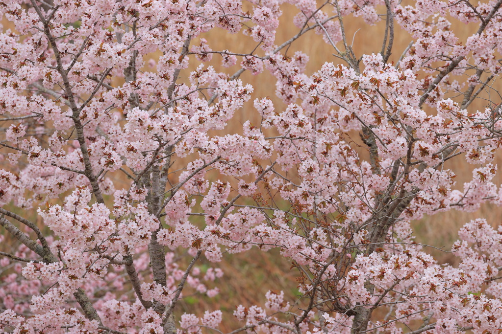 満開