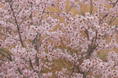 満開
