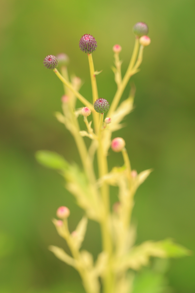 目玉の草