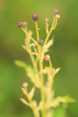 目玉の草