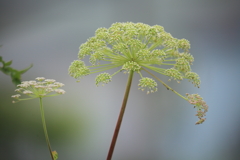 気になる花