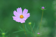 ピンクの花