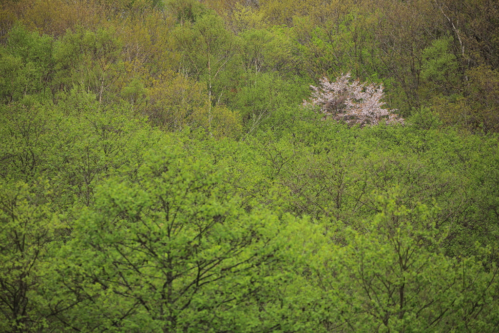 最後の桜